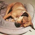 Photo of Coco