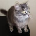 Photo of Georgie Girl E1456
