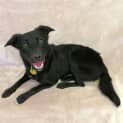 Photo of Roxy