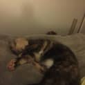 Photo of Evie