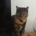Photo of Evie