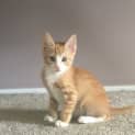 Photo of Harry The Prince