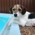 Photo of Arya ~ Jack Russell X (On Trial 22/12/17)