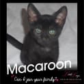 Photo of Macaroon