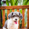 Photo of Bella