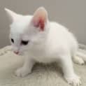 Photo of Sarah The Sweet Cuddly White Kitten