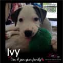 Photo of Ivy