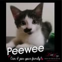 Photo of Peewee