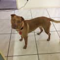 Photo of Pixie 