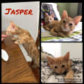 Photo of Jasper
