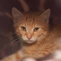 Photo of Ginger Pussy Puss **2nd Chance Cat Rescue**
