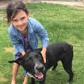 Photo of Rocky ~ Labrador X ~ On Trial 31/3/18