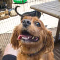 Photo of Buddy