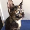 Photo of Pepper