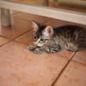 Photo of Lucky