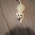Photo of Ghost
