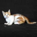 Photo of Quincy