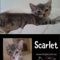 Photo of Scarlet