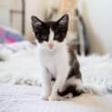 Photo of Puffin ~ Kitten (On Trial 26 2 2018)