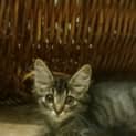 Photo of Snuggles