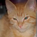 Photo of Masey ** 2nd Chance Cat Rescue **