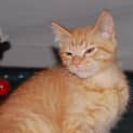 Photo of Masey ** 2nd Chance Cat Rescue **