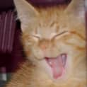 Photo of Masey ** 2nd Chance Cat Rescue **