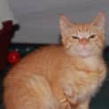 Photo of Masey ** 2nd Chance Cat Rescue **