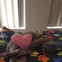 Photo of Adelina