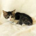 Photo of Kahlua