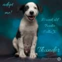 Photo of Thunder ~ Border Collie X Pup (On Trial 24/1/2018)