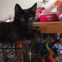 Photo of Midnight