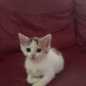 Photo of Clementine