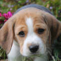 Photo of Dominique ~ Beagle Puppy (On Trial 8 2 2018)