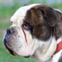 Photo of Zarby Aussie Bulldog