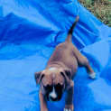 Photo of Lincoln  **Adoption Pending**