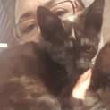 Photo of Deeanne **2nd Chance Cat Rescue**