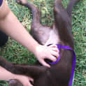 Photo of Gracie
