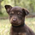 Photo of Red Dog ~ Kelpie X Puppy (On Trial 11/2/18)