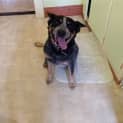 Photo of Bonez ~ 6 Year Old Blue Heeler (On Trial 8/2/18)