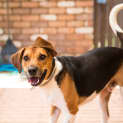 Photo of Axel