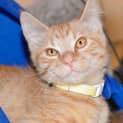 Photo of Masey ** 2nd Chance Cat Rescue **