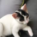 Photo of Ace ~ Kitten (On Trial 30/7/2018)