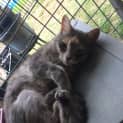 Photo of Miss Monroe (Meow Meow)
