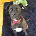 Photo of Riley **Adopted**