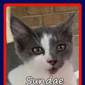 Photo of Sundae