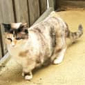 Photo of Vera Mae The Munchkin Cat!