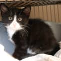 Photo of Phoebe E1473