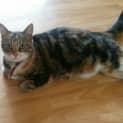 Photo of Tiggy