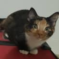 Photo of Louise "$80 Adoption Fee"